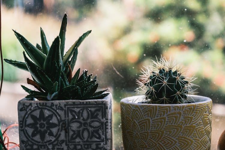 Cacti In Ornamental Pots Against Window At Home