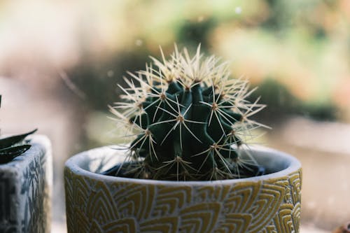 Small cactus with long sharp prickles growing in ceramic pot in room near window overlooking green plants on blurred background