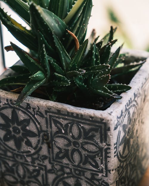 Aloe vera growing in pot