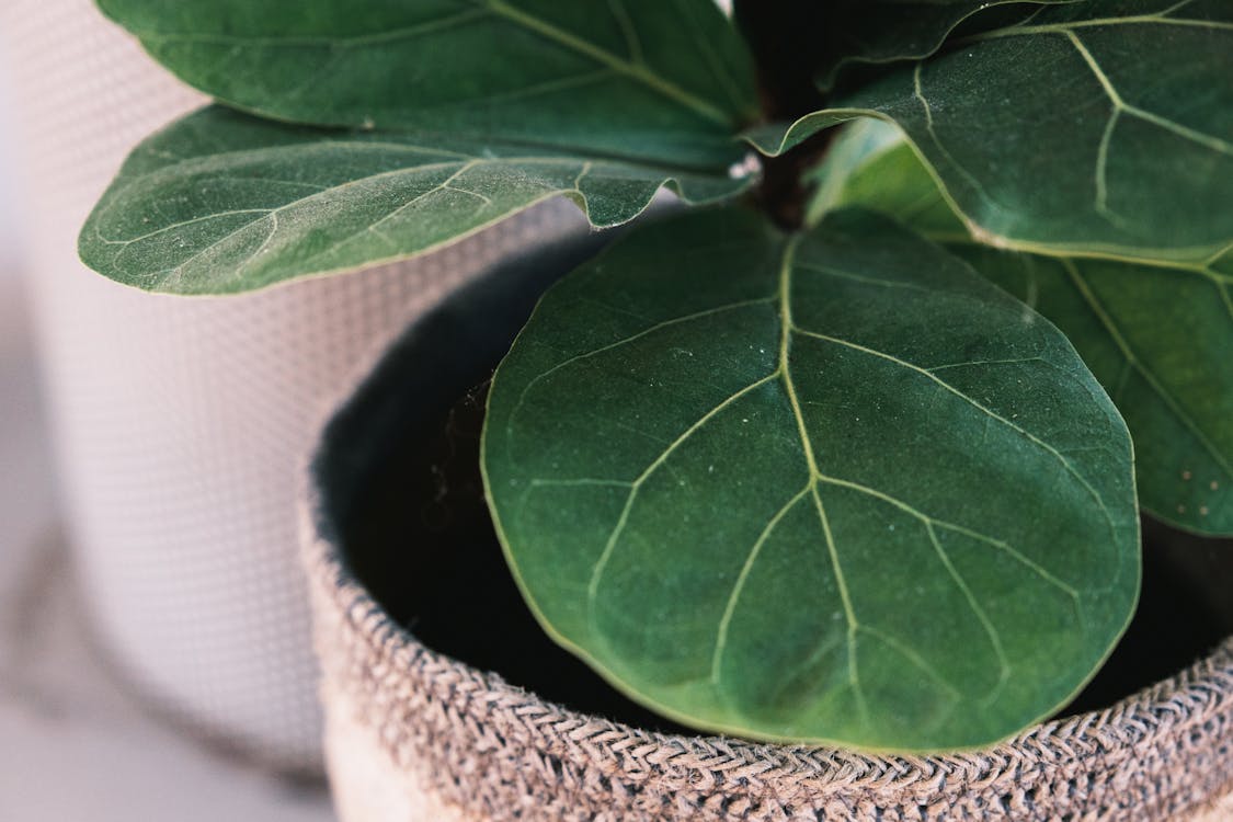 Free Close up of fiddle leaf fig with veins on leaves growing in pot with knitted cover in light room on blurred background Stock Photo