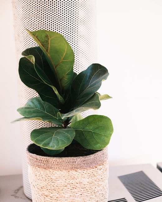 Fiddle leaf fig plant with green leaves growing in flowerpot placed near column on table in light room at home