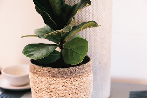 Ficus plant with green leaves growing in flowerpot near pillar placed on table near mug in light room at home