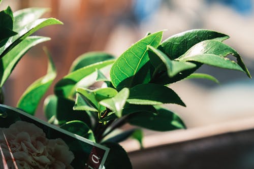 Fresh verdant leaves of plant at home