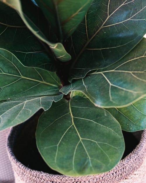 From above of potted plant with fresh verdant leaves with thin veins at home