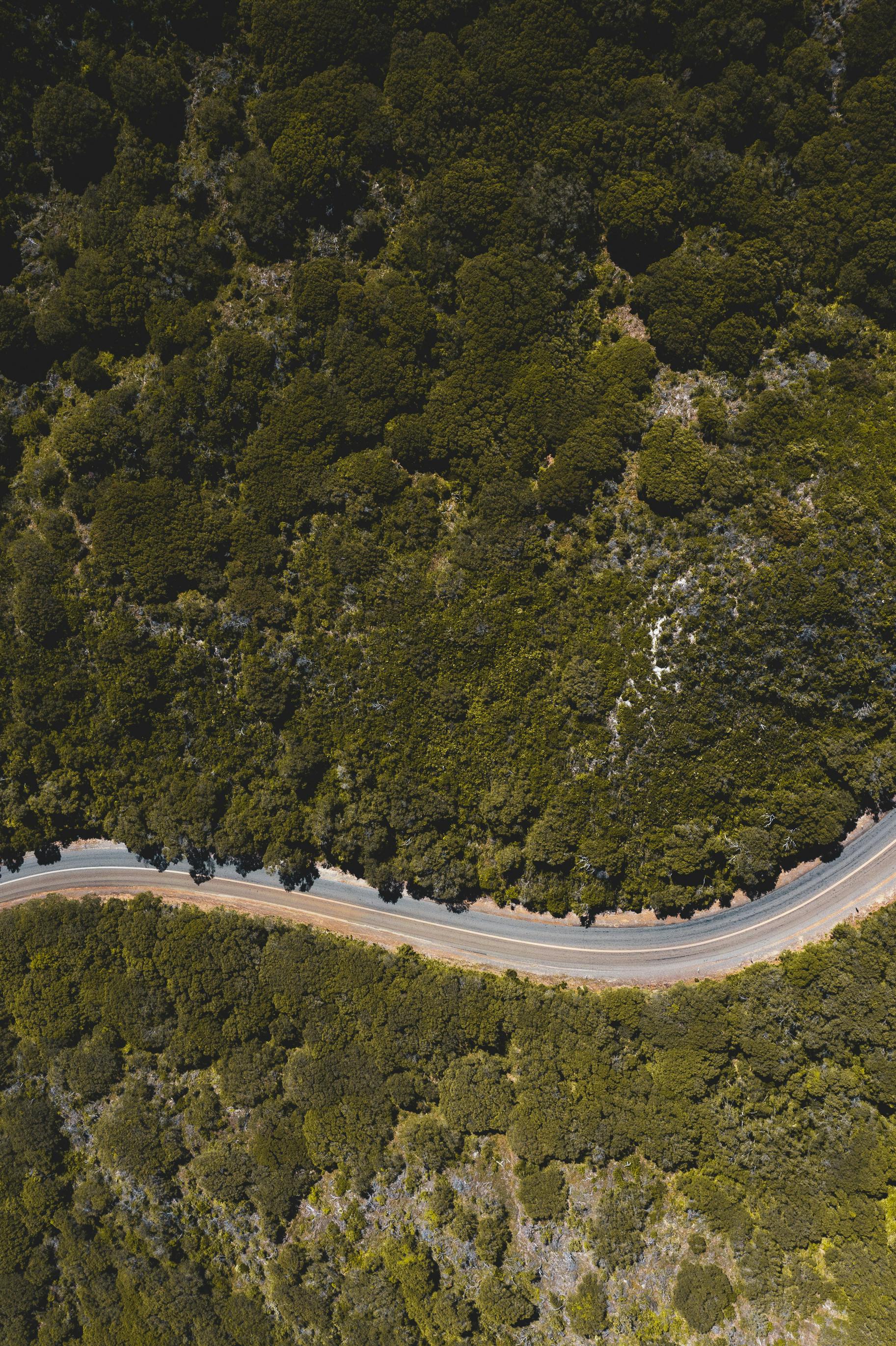 narrow asphalt road surrounded with green formation