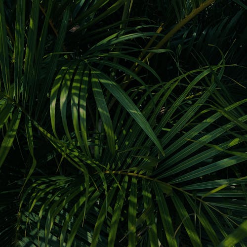 Close-Up Photo Of Plants · Free Stock Photo