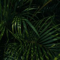 Dense dark palm fronds — photo by Maita Cayson on Pexels
