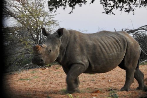 Free stock photo of white rhino Stock Photo