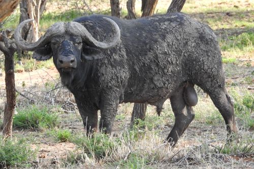 Free stock photo of buffalo bull Stock Photo