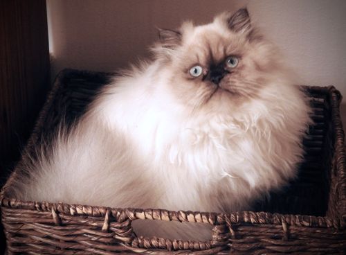 Free stock photo of cats Stock Photo