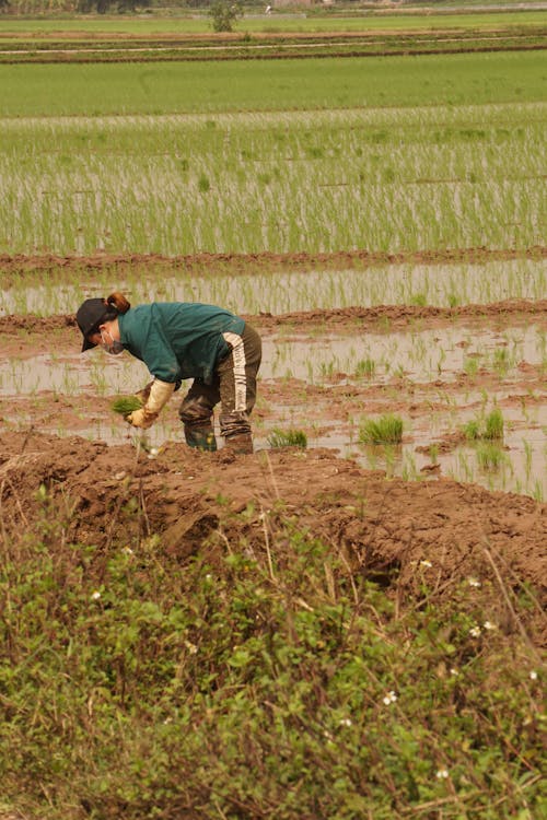 Woman Planting in a Ricefield
