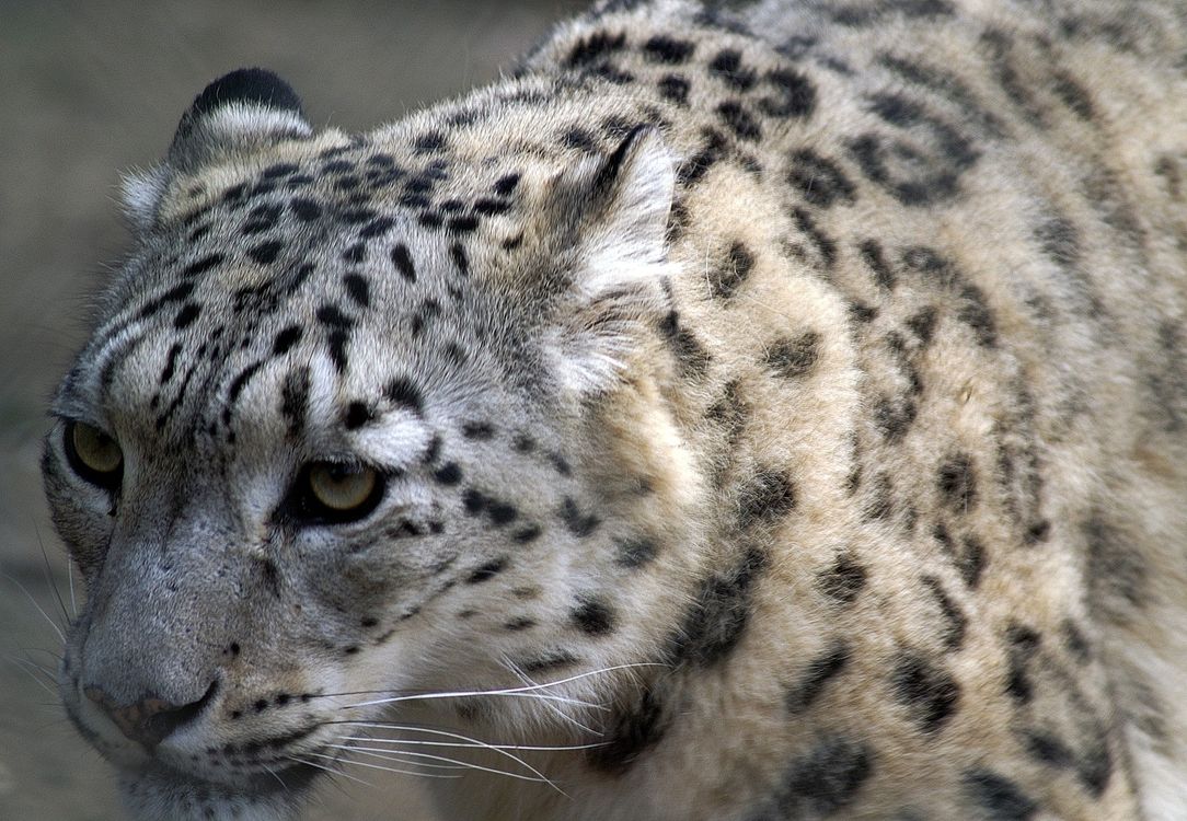 ジャガーの餌やり