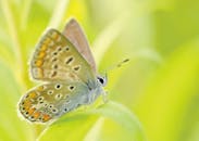 一只色彩斑斓的蝴蝶栖息在绿叶上，背景模糊，这是微距拍摄的效果