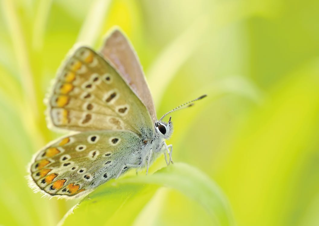 Free Yellow Brown and Silver Butterfly Sitting on a Grass Stock Photo