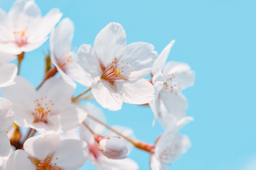 Close-Up Shot of White Cherry Blossoms in Bloom