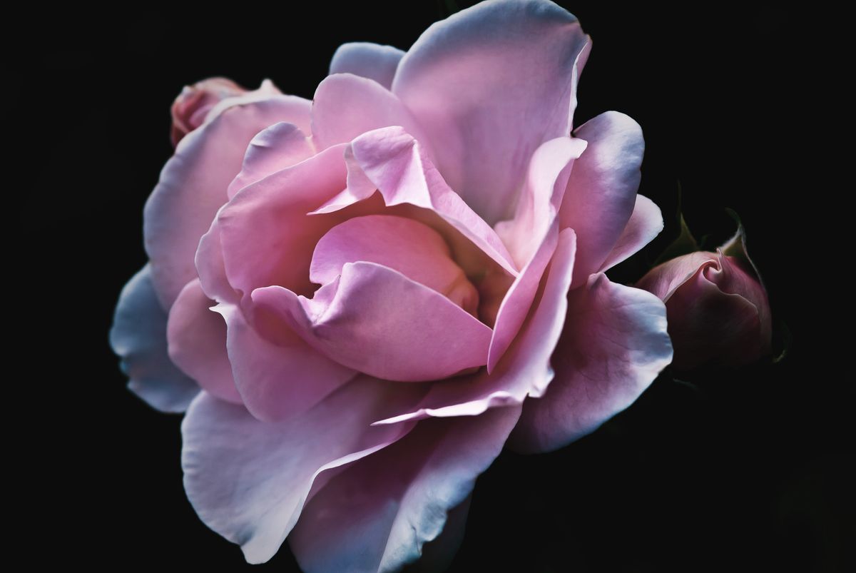 Grayscale Photo of Rose Flower · Free Stock Photo