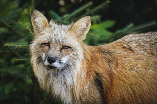 Free Portrait of a red fox (Vulpes vulpes) looking at the camera in the wild. Stock Photo