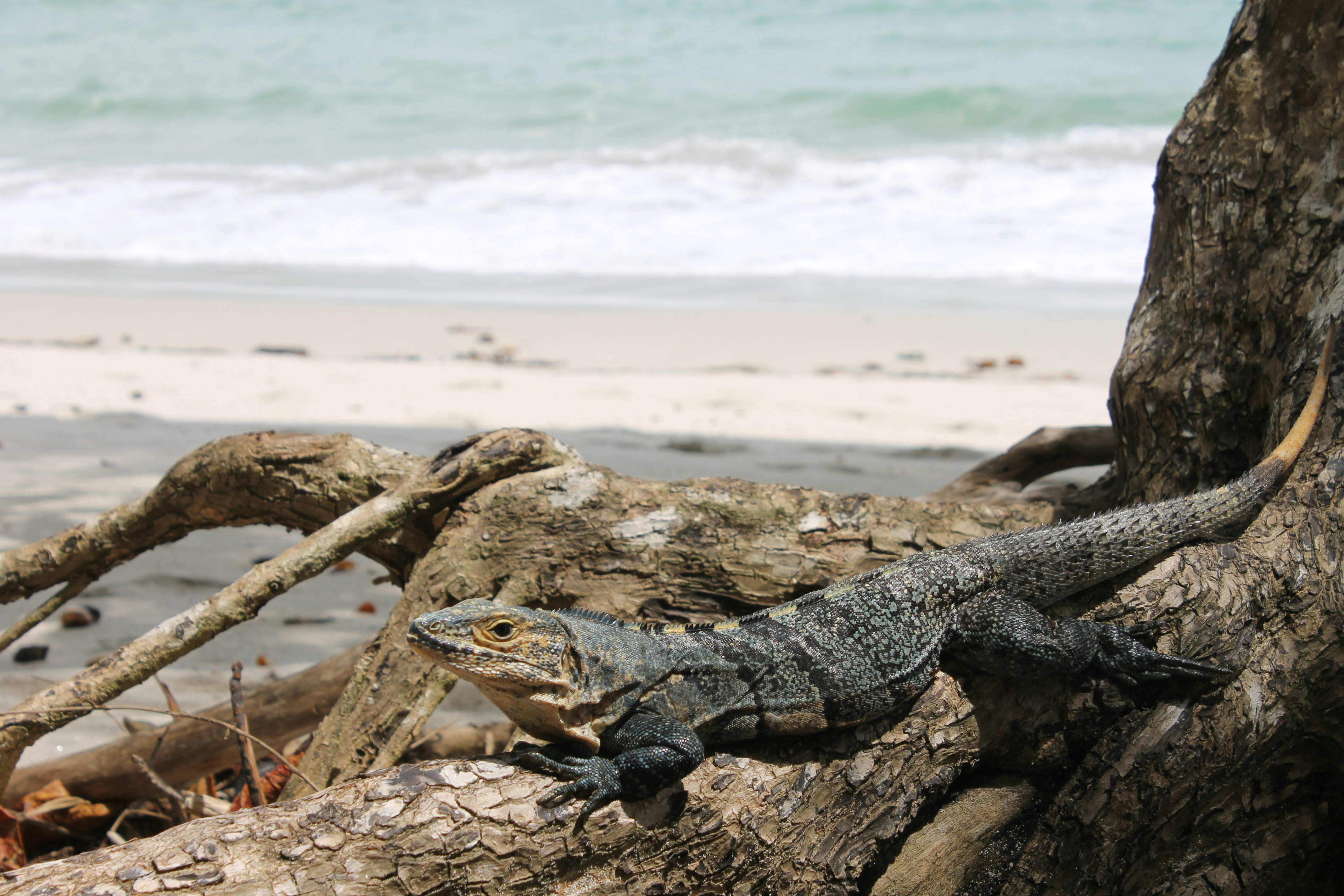 Free stock photo of costa rica, lizard, nature