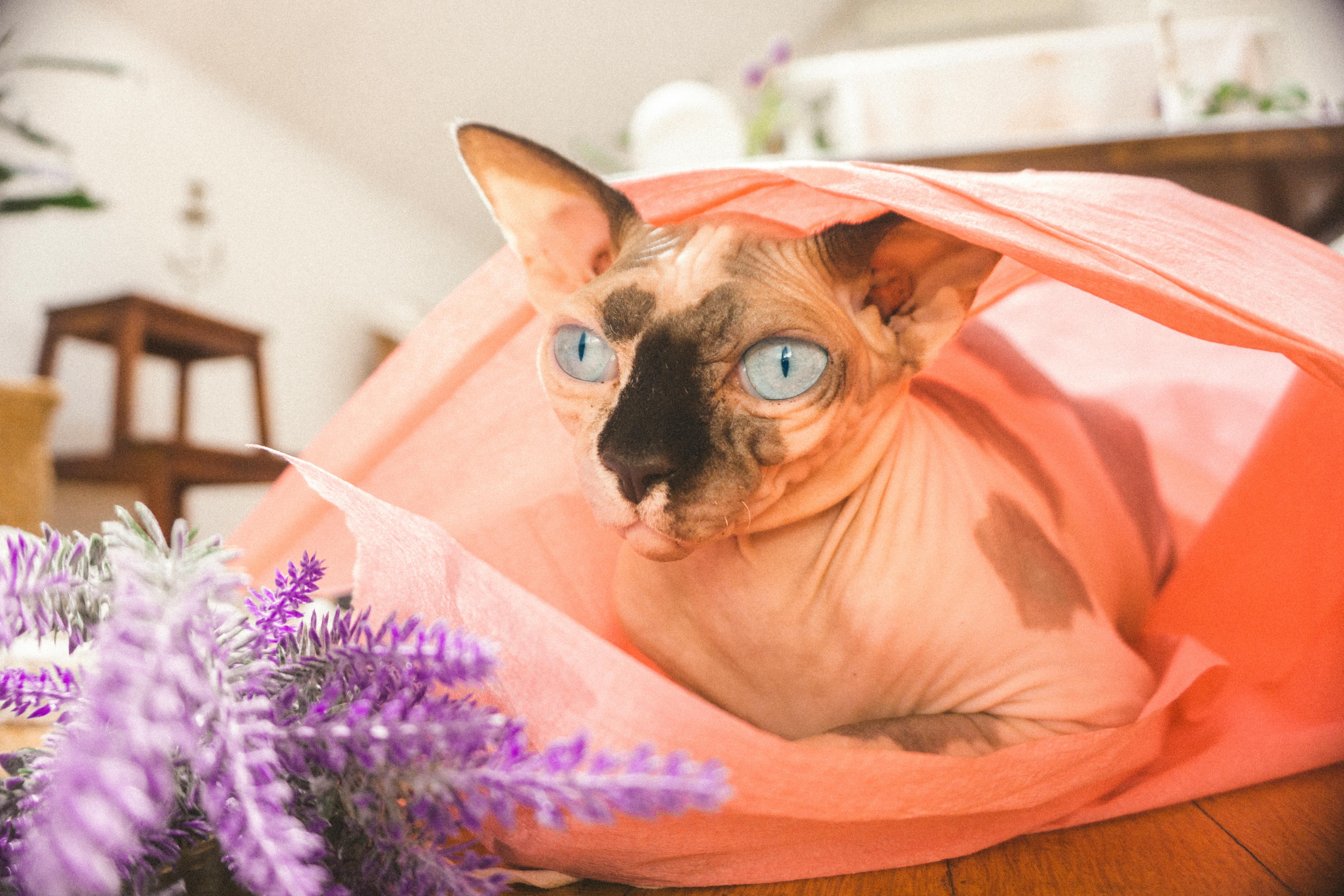 lavanda é tóxico para gatos