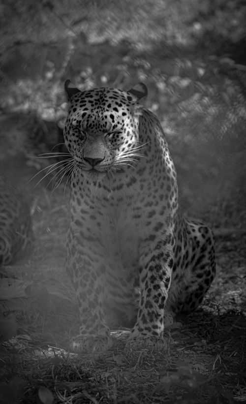 Free Black and white portrait of a majestic leopard sitting in the wilderness, showcasing its striking features and wild ambiance. Stock Photo