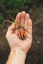 Close-Up Shot of a Tiny Carrot on Person's Hand