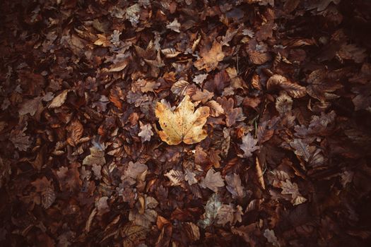 A detailed view of dried autumn leaves, capturing the essence of fall with earthy tones.