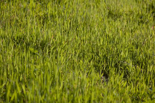 Free Vibrant green grass captured in a sunlit meadow, perfect for nature backgrounds. Stock Photo