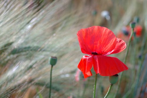 Close-Up Shot of a Red Poppy in Bloom