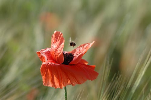 Fotobanka s bezplatnými fotkami na tému flóra, hĺbka ostrosti, hmyz