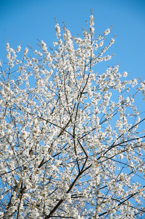 Gratis Immagine gratuita di albero, cielo, fiore di ciliegio Foto a disposizione