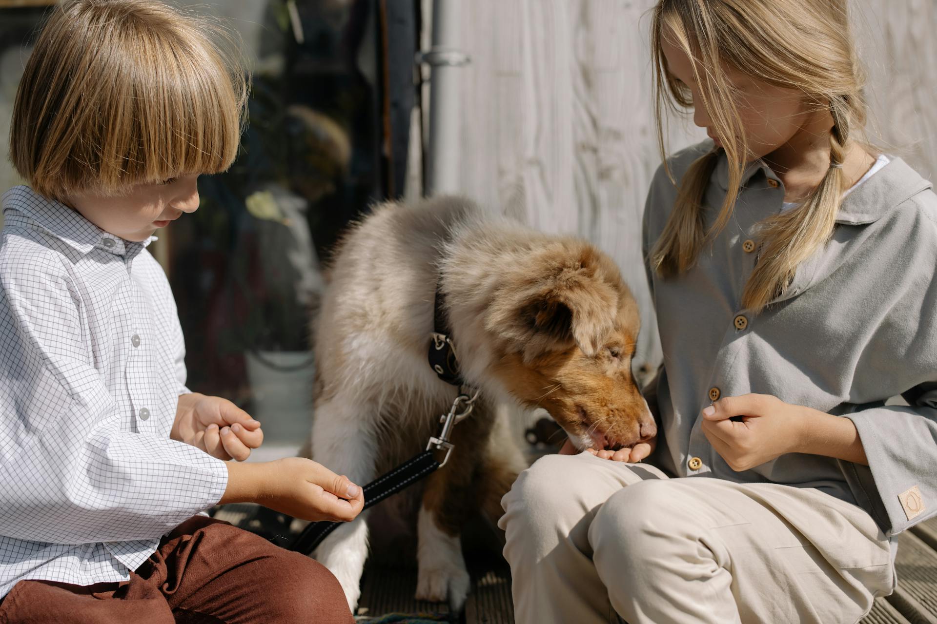 Flicka som ger hund en mellanmål