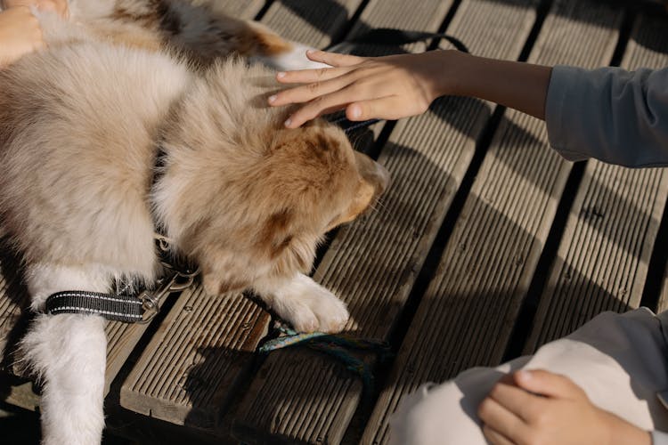 Person Petting A Dog