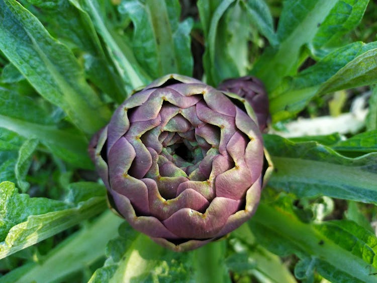 Flower Top View