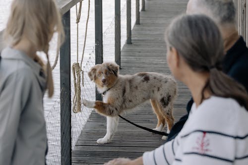 Immagine gratuita di animale, animale domestico, cane