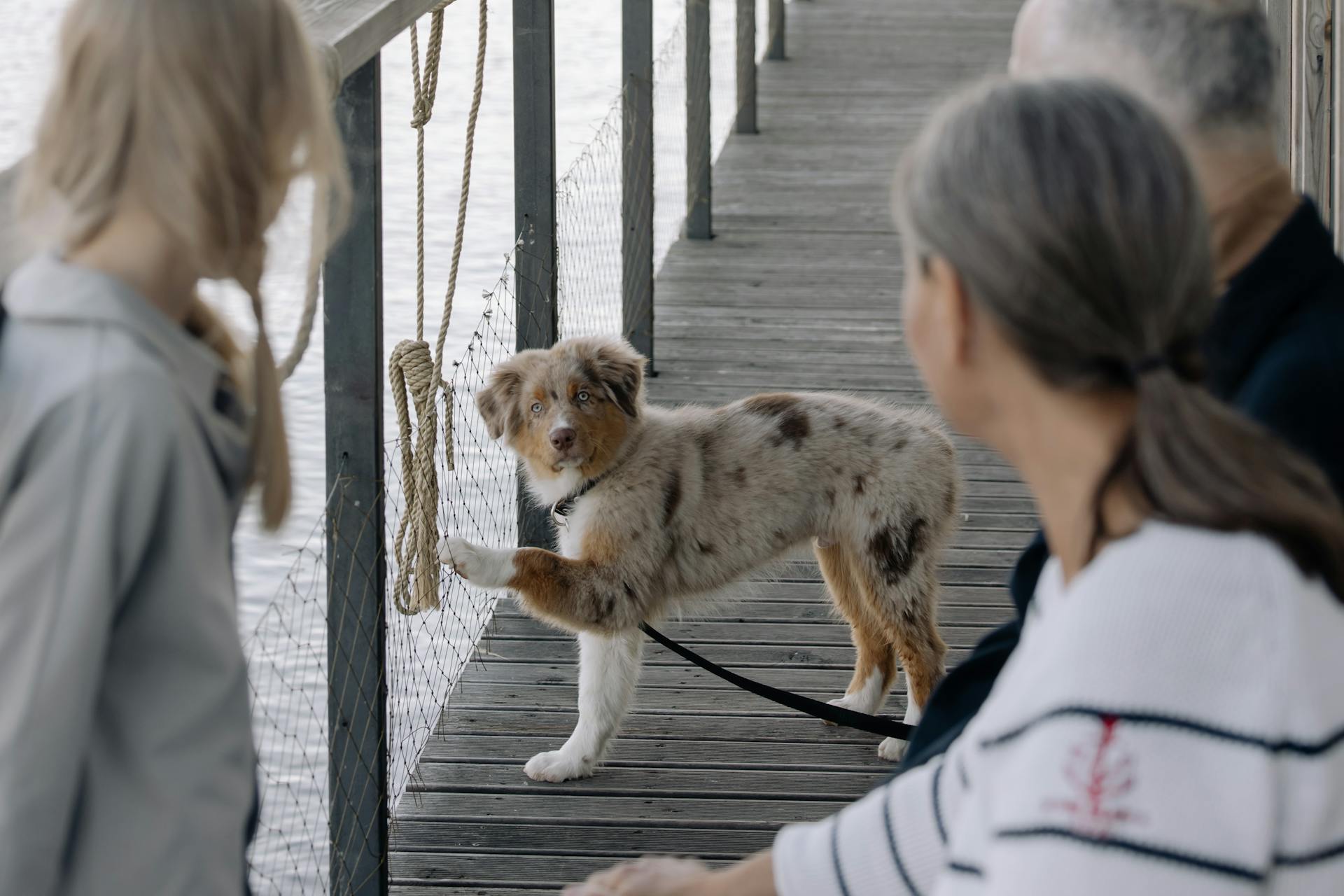 A Family Looking at their Pet Dog