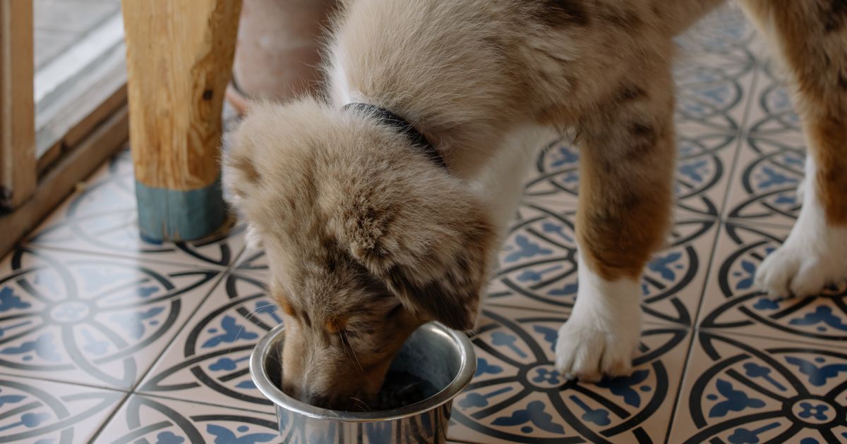 Dog Longevity Starts at Mealtime: Real Food Secrets From NFL Players and Their Dogs