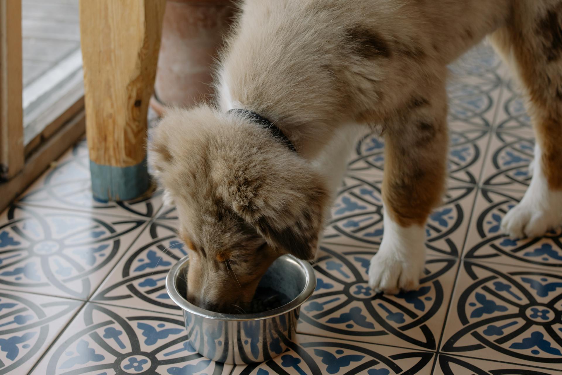 En brun hund som äter sin mat