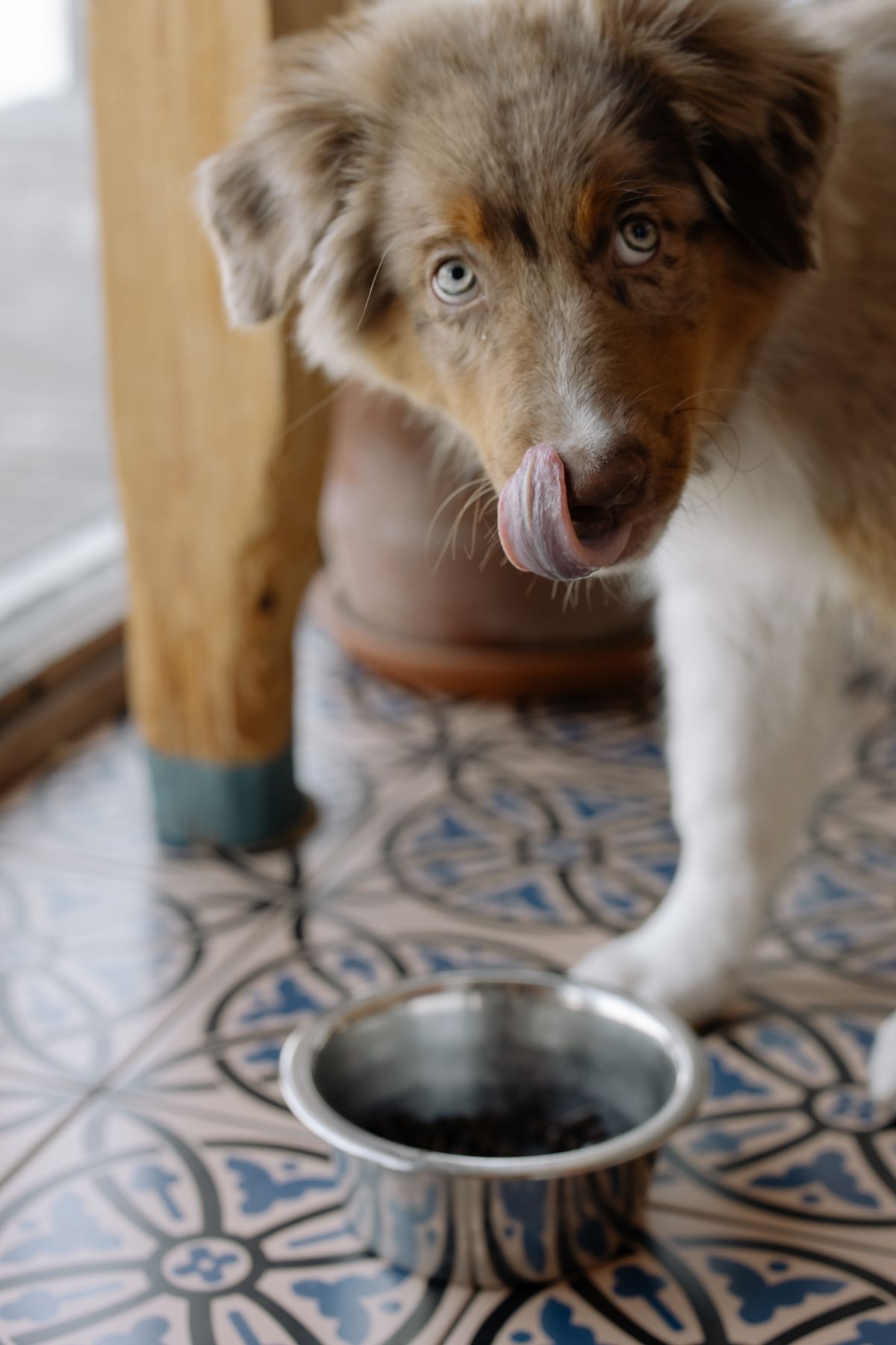 Pet food arranged with bowls and storage