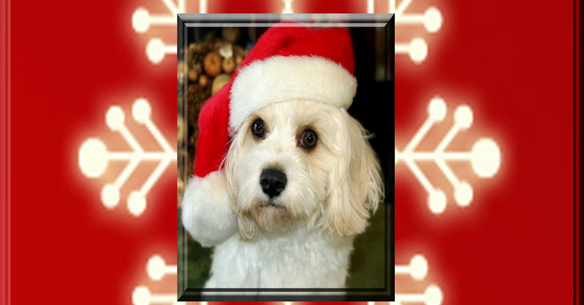 Free stock photo of christmas dog