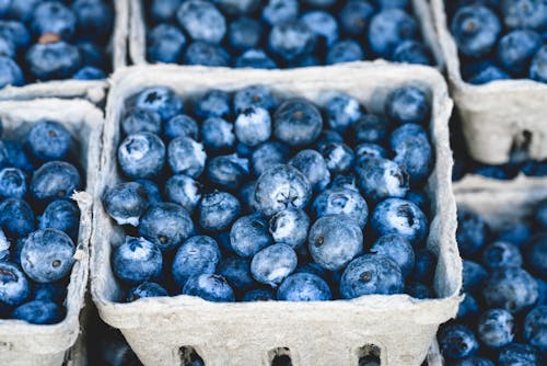 免费 蓝莓果实上灰色容器 素材图片