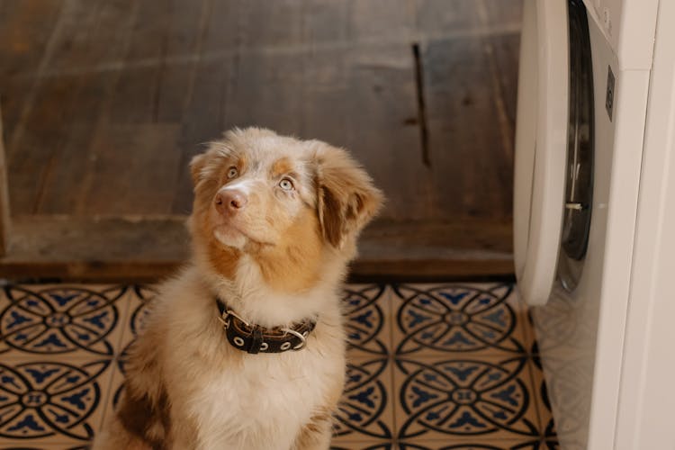 An Australian Shepherd With A Collar