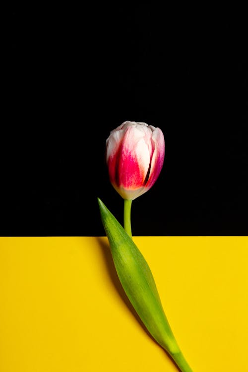 Free Close-Up Shot of a Tulip Stock Photo
