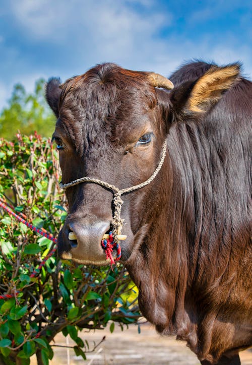 Free Brown Cow on Green Grass Stock Photo