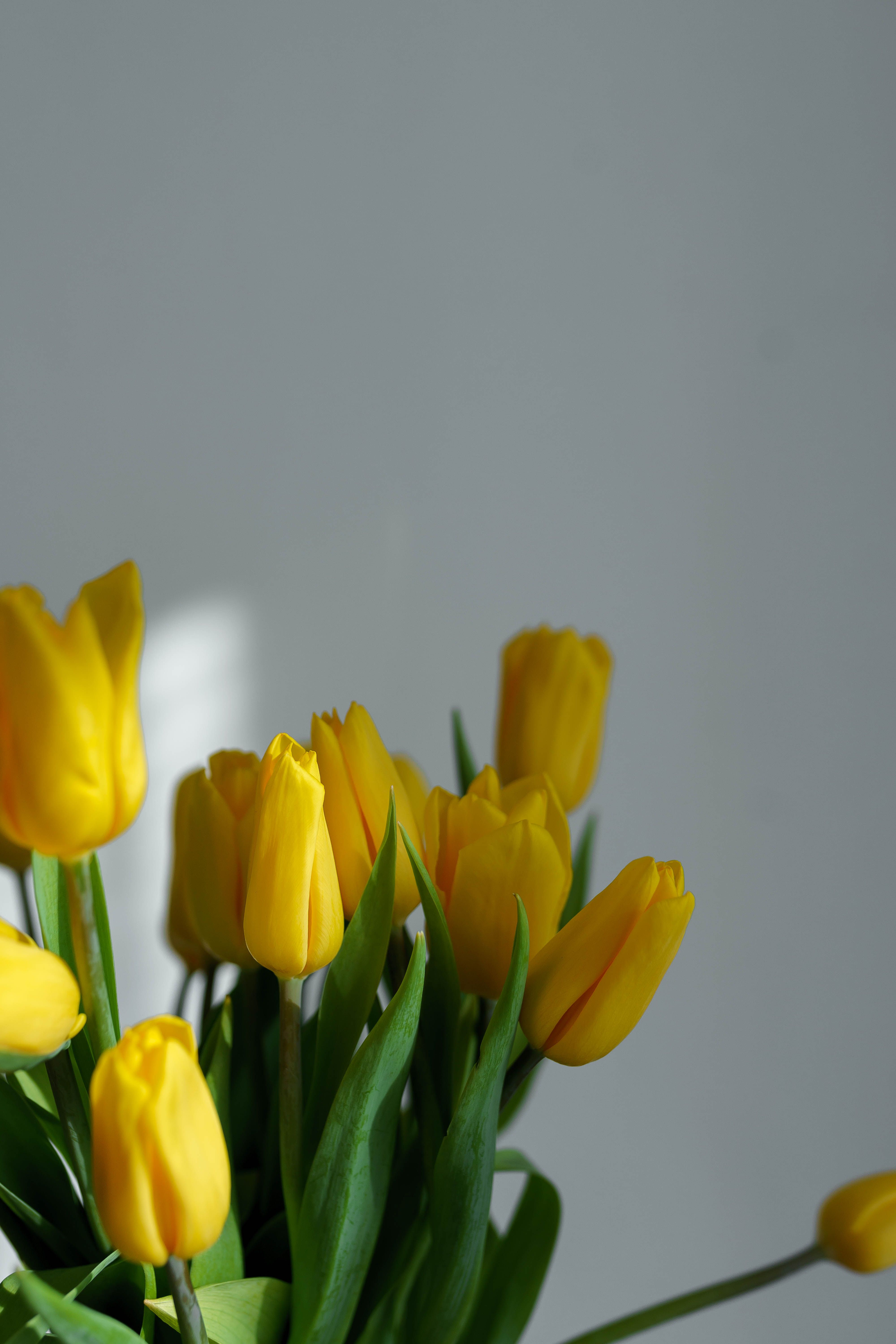 Close-Up Shot of Blooming Yellow Tulips · Free Stock Photo