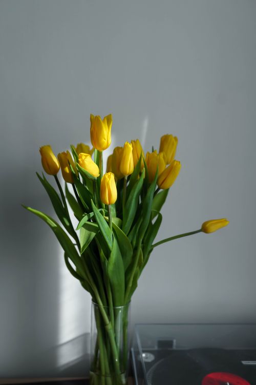 Free A bouquet of fresh yellow tulips in a glass vase indoors with soft lighting. Stock Photo