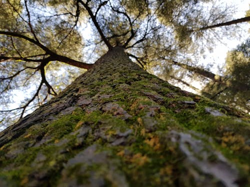 Foto d'estoc gratuïta de arbre, bagul, boscos