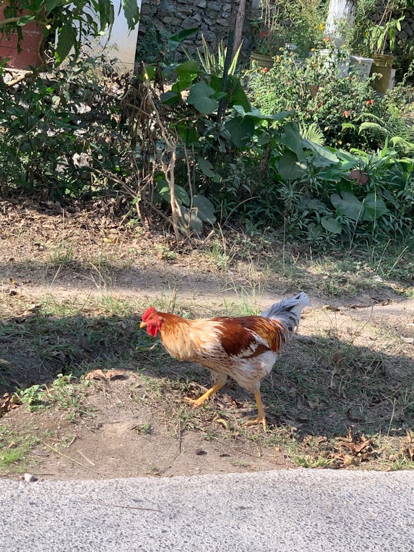Antep fıstığı, gül yaprakları ve bal gibi doğal tatlı malzemeleri