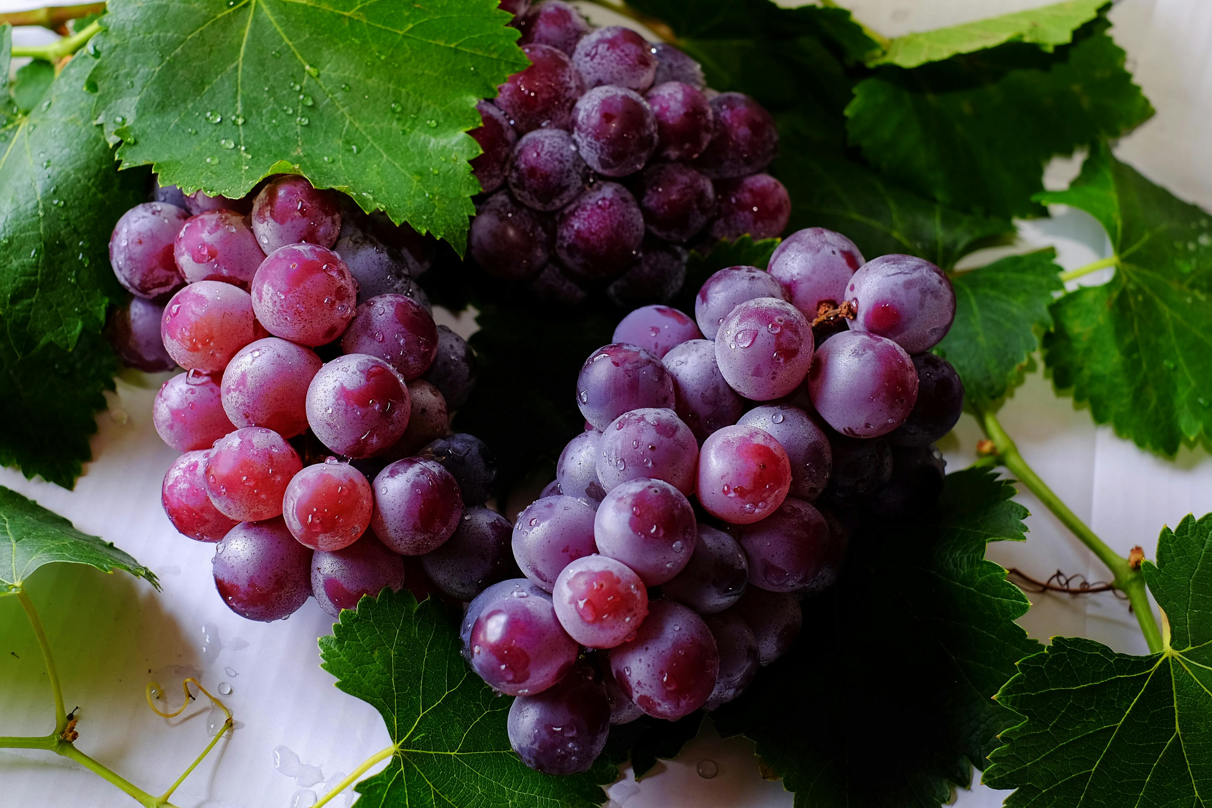 purple grapes fruit