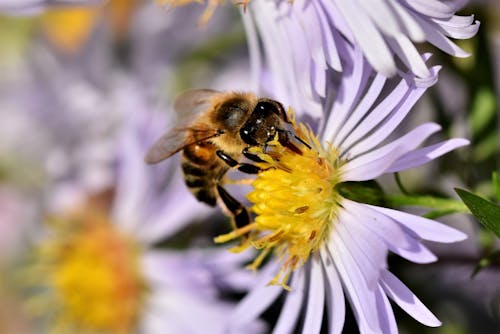 Fotos de stock gratuitas de abeja, artrópodo, de cerca