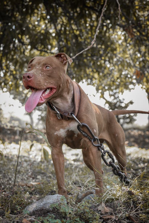 Free A Brown Pitbull on the Grass Stock Photo